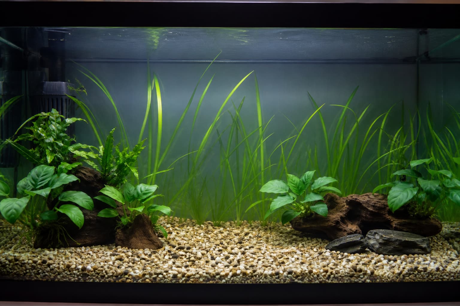 Un aquarium d