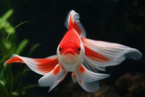 Un majestueux poisson rouge voile de Chine à double queue et coloration rouge et blanche vibrante, nageant gracieusement dans un aquarium limpide, vu de face sur un fond sombre subtil.
