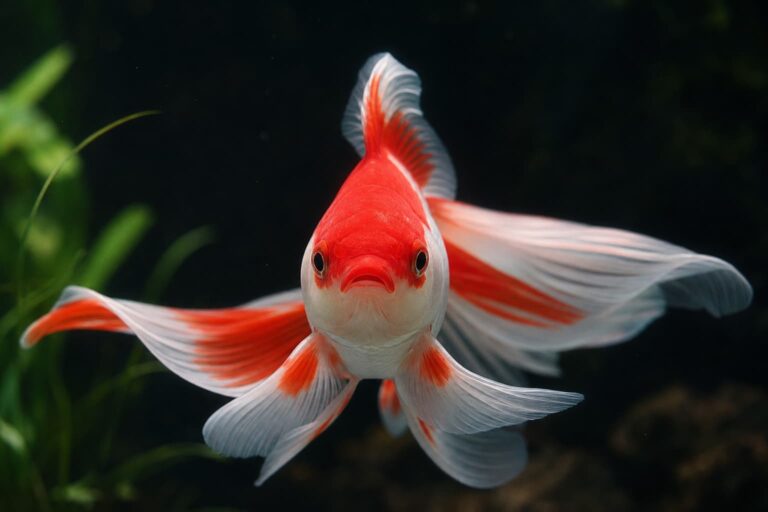 Un majestueux poisson rouge voile de Chine à double queue et coloration rouge et blanche vibrante, nageant gracieusement dans un aquarium limpide, vu de face sur un fond sombre subtil.