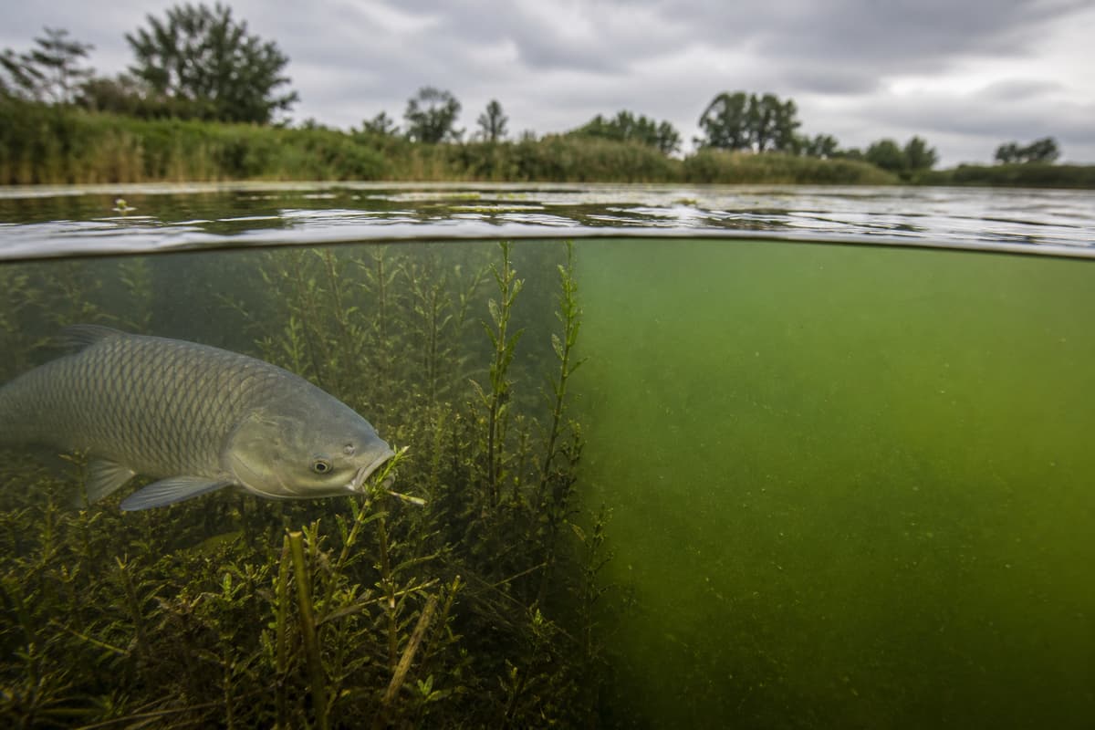 Un amour blanc broute une plante aquatique immergée dans un bassin naturel, tandis qu'une zone voisine présente une eau verdâtre avec des algues.
