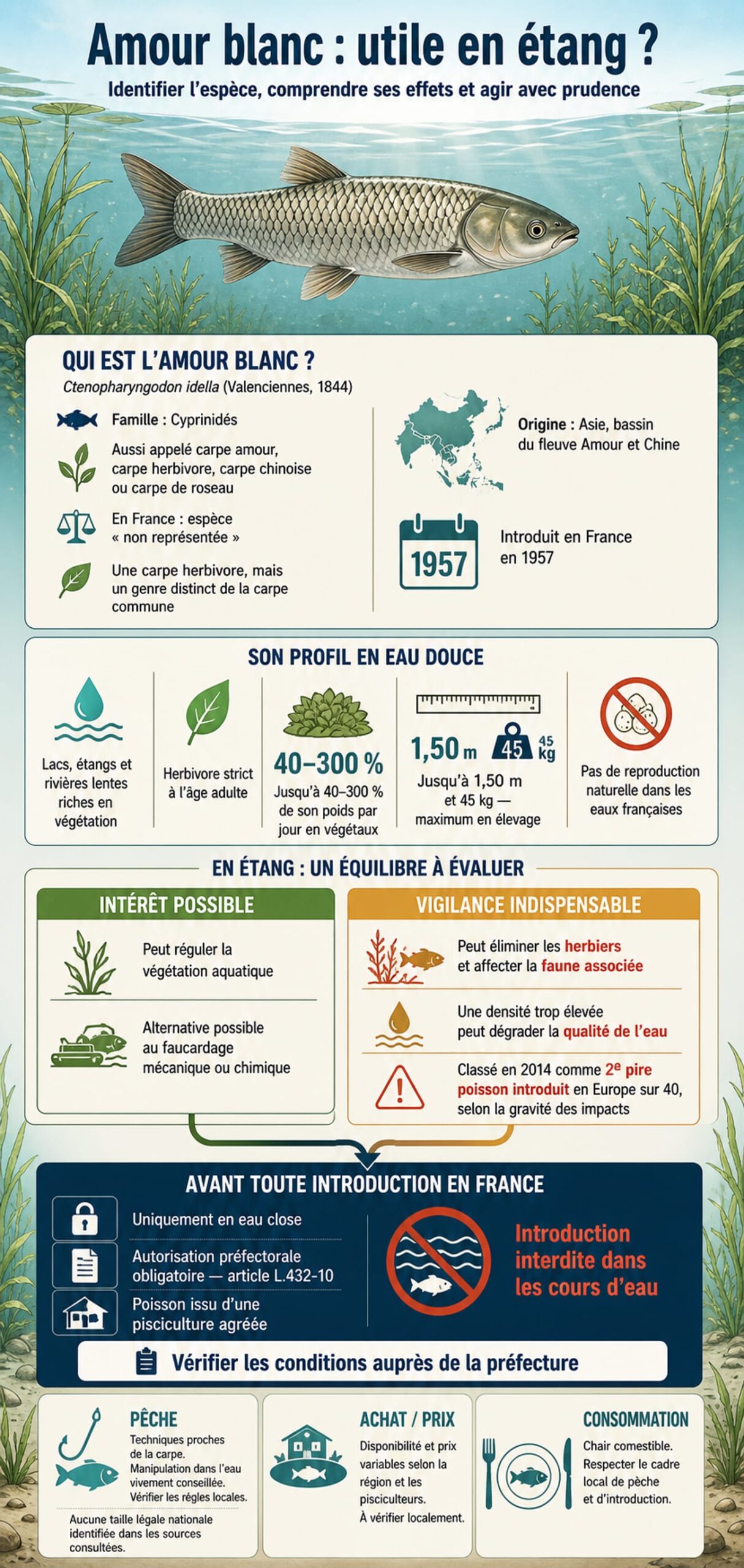 Infographie amour blanc en étang : identification, impacts et réglementation en France