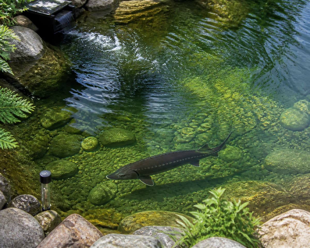 Esturgeon nageant près du fond d'un bassin d'eau claire, avec une légère agitation de surface et un thermomètre discret au bord.