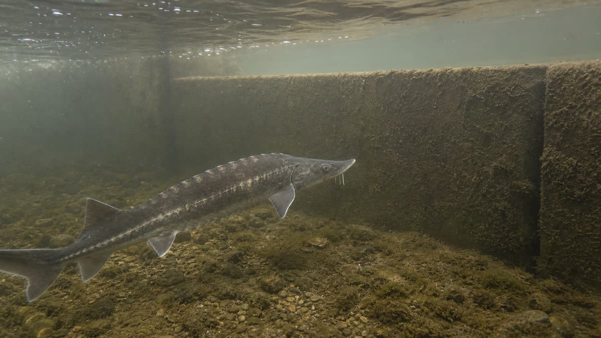 Un esturgeon européen nage dans une eau brunâtre chargée de particules, devant un barrage en béton qui obstrue la rivière, au-dessus d’un fond de gravier recouvert de limon.