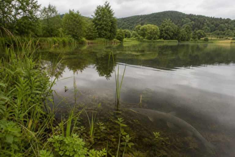 Étang naturel vosgien bordé de végétation, avec des herbiers aquatiques visibles près de la rive et un grand poisson argenté nageant sous la surface de l’eau claire.