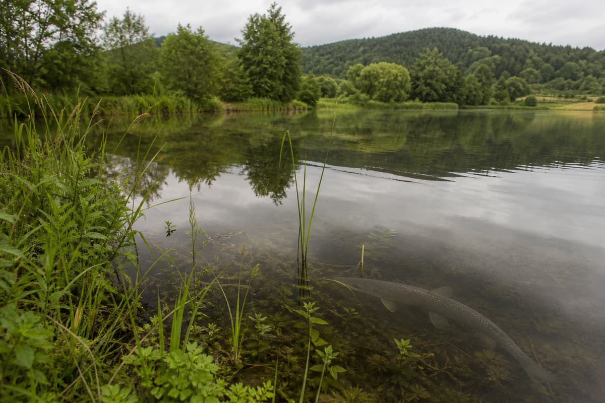 Étang naturel vosgien bordé de végétation, avec des herbiers aquatiques visibles près de la rive et un grand poisson argenté nageant sous la surface de l’eau claire.