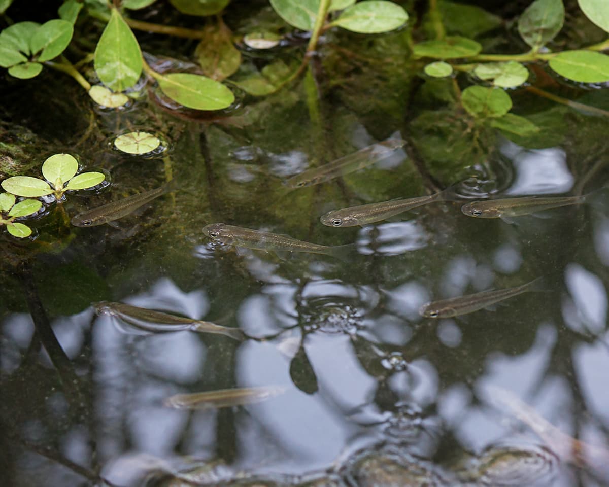 Petits poissons élancés nageant près de la surface d’un bassin extérieur végétalisé.