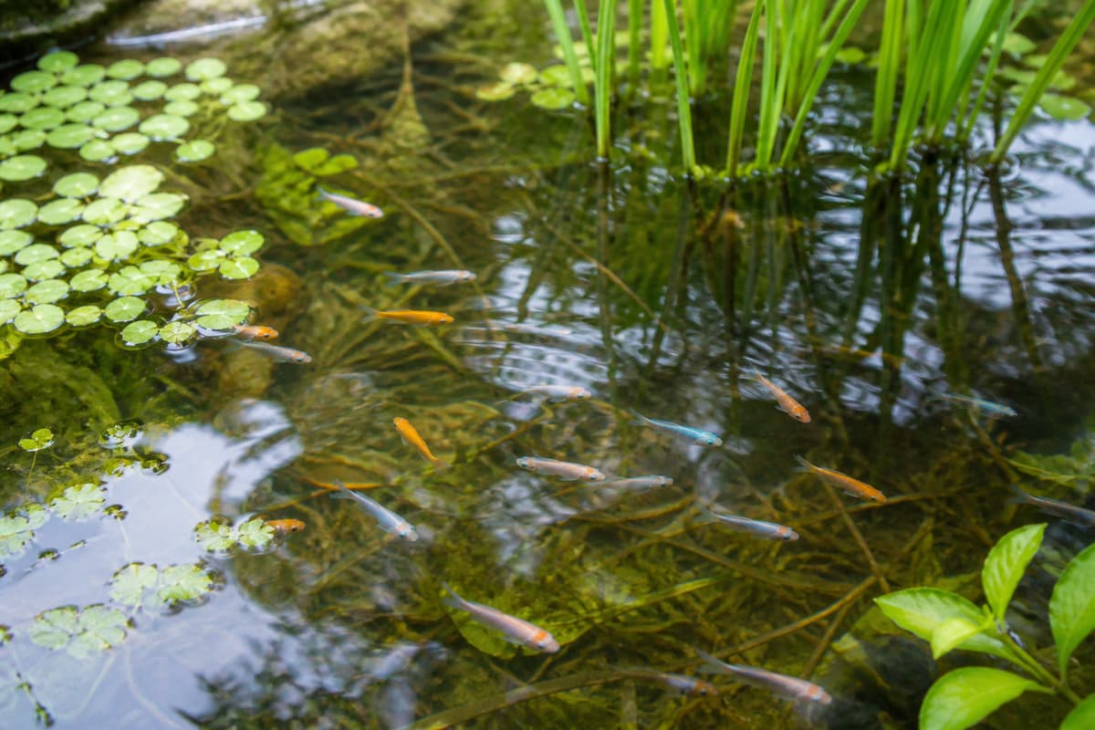 Petit groupe de poissons medaka nageant près de la surface d’un bassin extérieur planté, avec reflets doux sur l’eau claire.