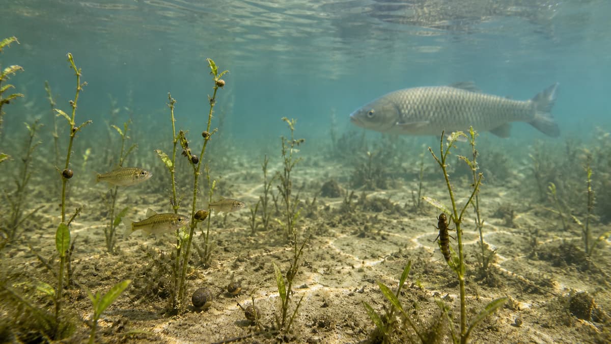 Vue sous-marine d’un étang naturel où des herbiers aquatiques clairsemés abritent de petits poissons et des invertébrés, avec un amour blanc visible en arrière-plan.