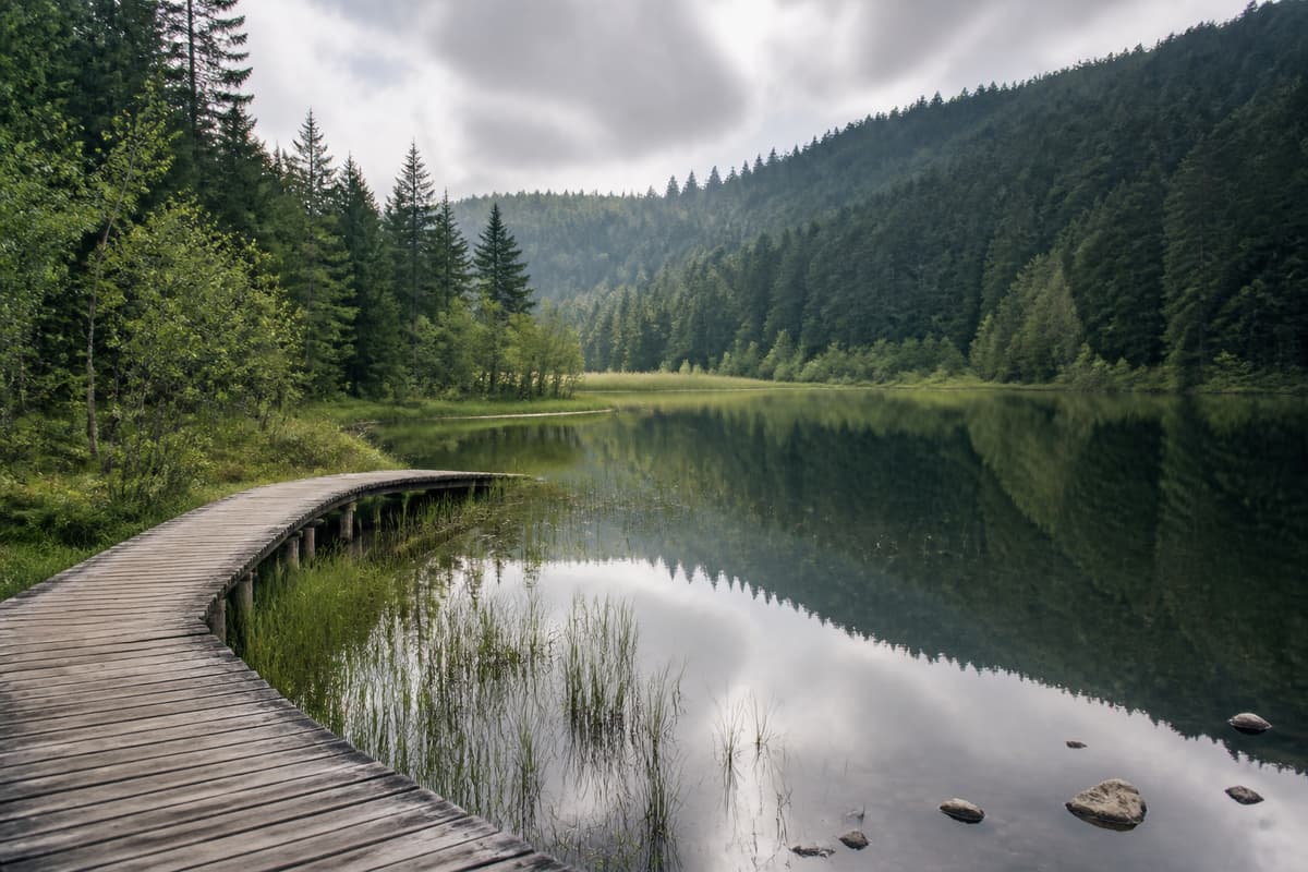 Un lac calme entouré de végétation de tourbière, avec une passerelle en bois et une forêt en arrière-plan.