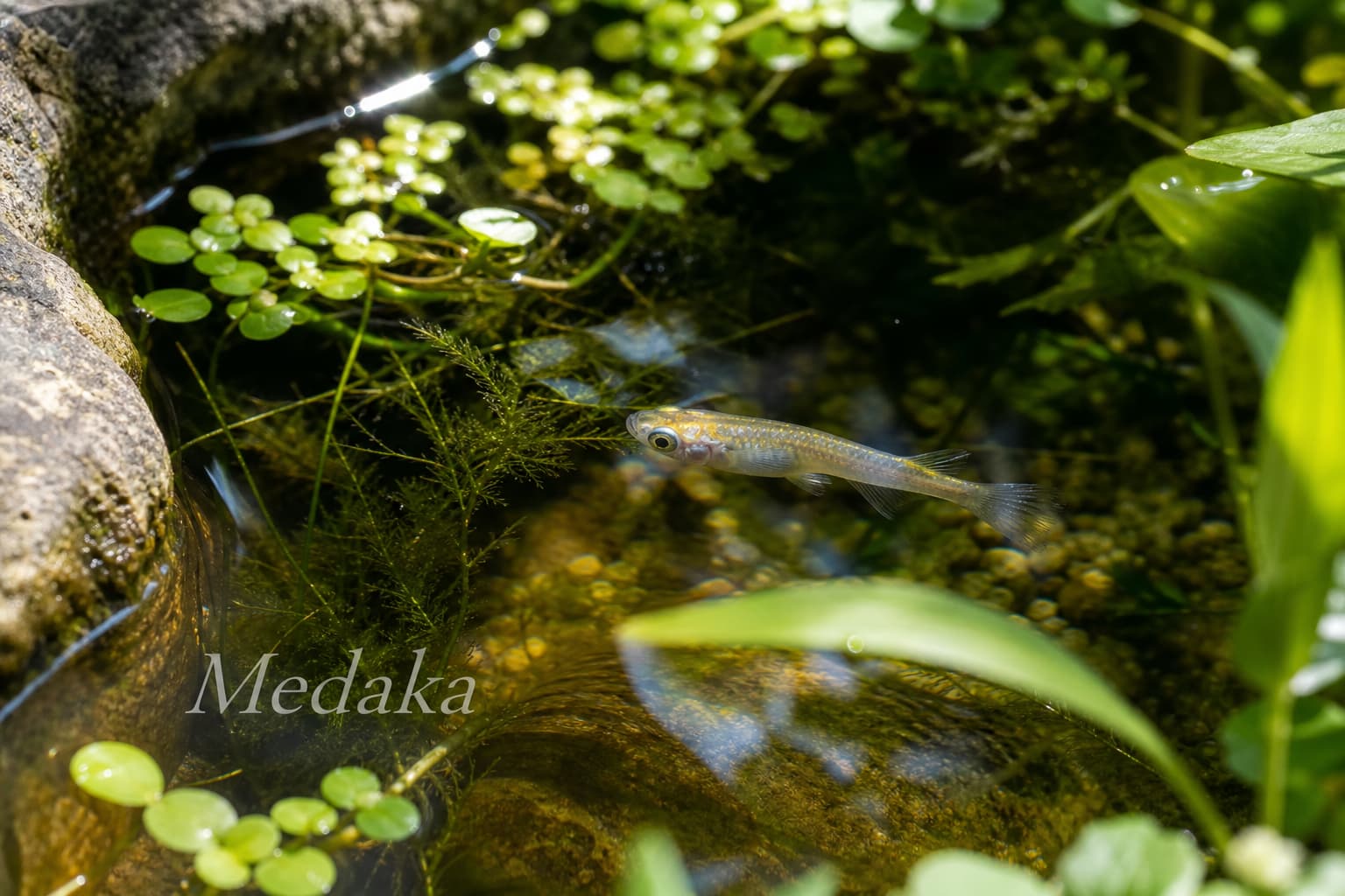 Un petit poisson medaka aux nageoires translucides nageant près de la surface d