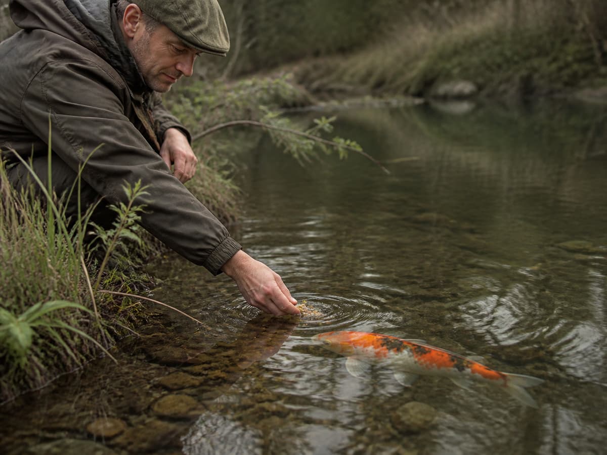 Pêcheur accroupi derrière la végétation sur une berge, déposant délicatement une petite quantité d’amorce dans l’eau claire où une carpe koï est visible.