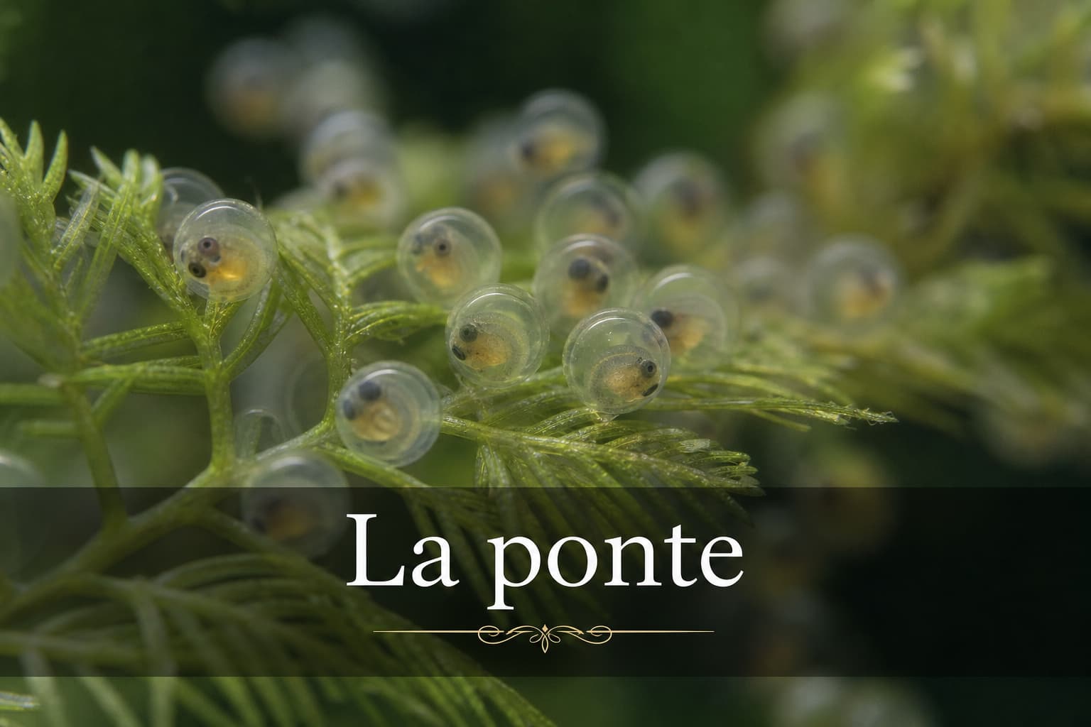 Gros plan macro d