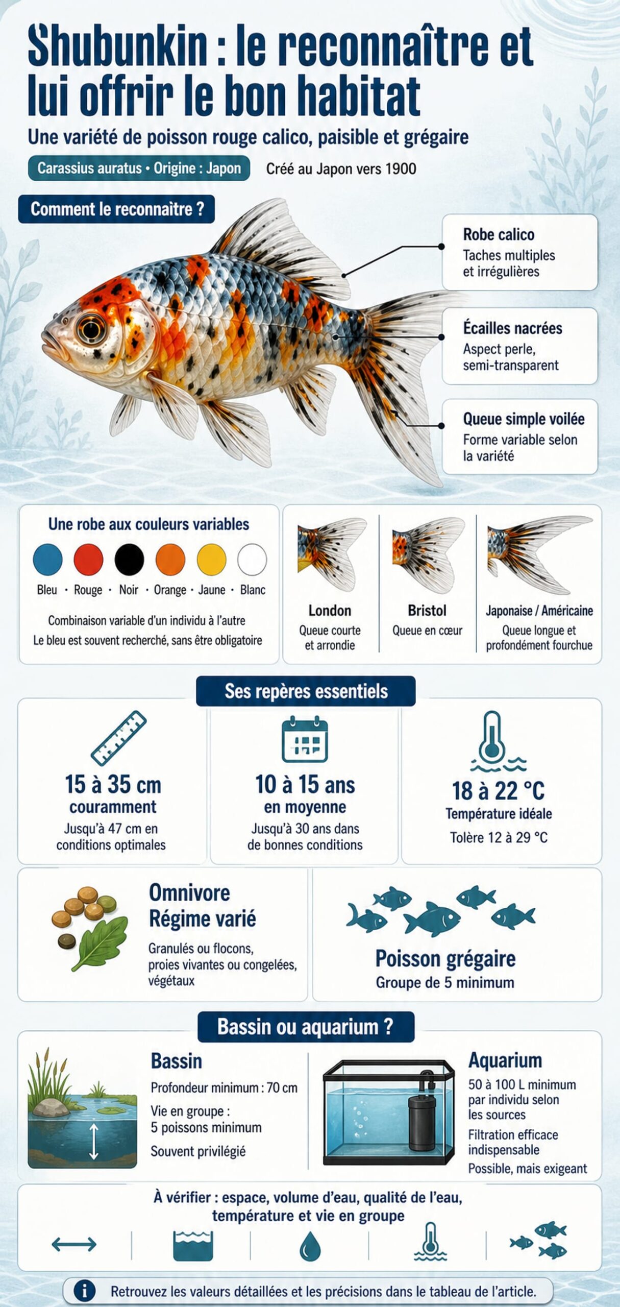 Infographie shubunkin : robe calico, variantes et habitat