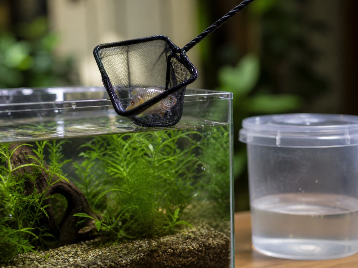 Une épuisette propre transporte délicatement un poisson d